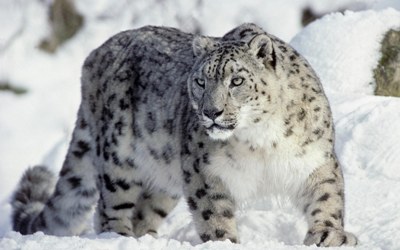 Правительство Тувы и WWF договорились о совместных проектах