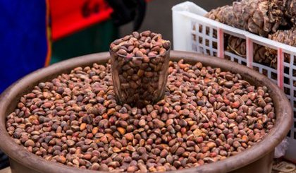 В Туве изменили сроки заготовки кедрового ореха
