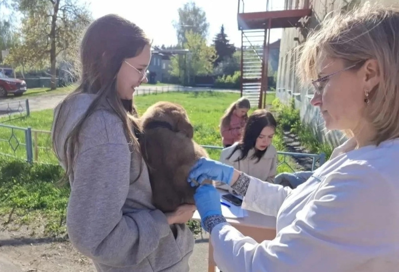 Вакцинация домашних животных продолжается