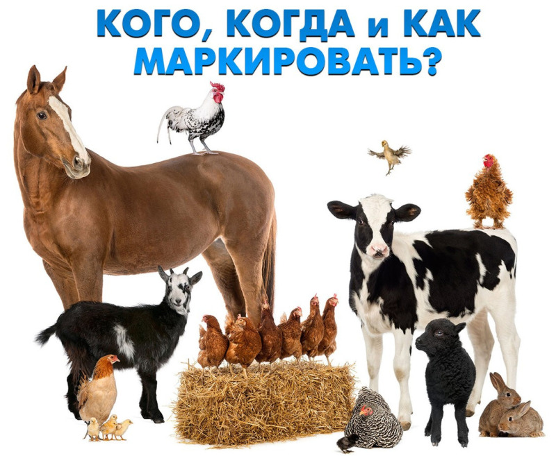 Информация для владельцев личных подсобных хозяйств (ЛПХ) о порядке и правилах учёта сельскохозяйственных животных и домашней птицы