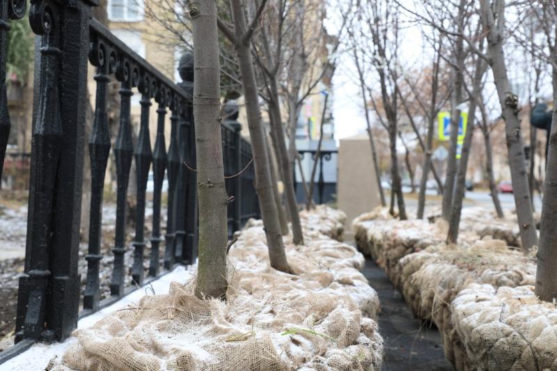 Несколько сотен деревьев появятся в сквере Металлургов. Зеленые насаждения выбирали сами жители