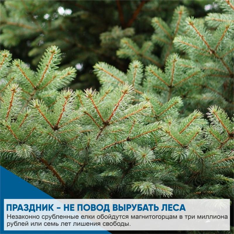 В Главном управлении лесами региона напомнили об ответственности для черных лесорубов.
