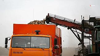 Урожай сахарной свёклы собирают на Ставрополье