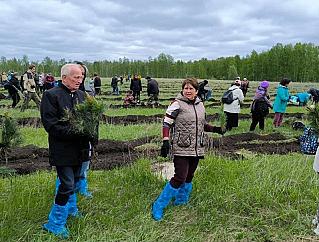 В окрестностях Ломовицка высадили 1000 кедров в память о героях войны