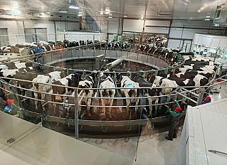 Новый животноводческий комплекс в с. Больше-Дорохово, торжественное открытие которого состоялось 27 октября,  оборудован по последнему слову техники