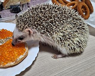 Живая экзотика