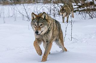 Расплодились волки. Жители области жалуются на участившиеся случаи выхода волков к населённым пунктам, в том числе Первомайского района