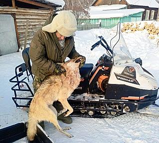 Охота поговорить об охоте. Откуда в наших лесах появились кабаны и енотовидные собаки, почему расплодились волки и какими правилами ограничена охота?