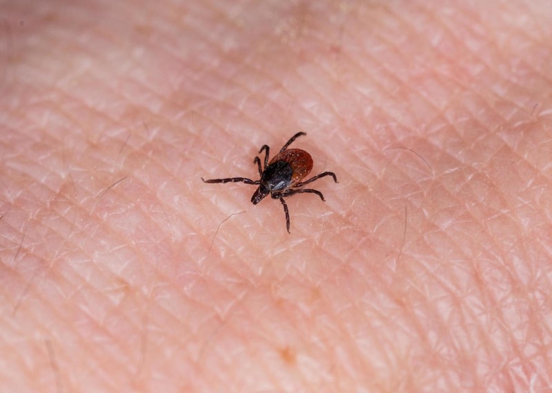 Клещи выходят на охоту