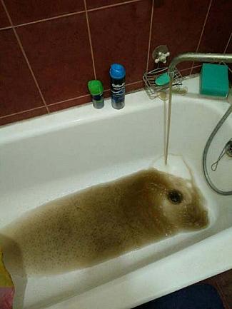 Вместо горячей воды — грязь