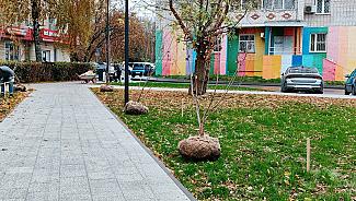 Высадка клёнов