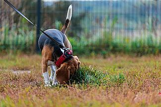 Правила выгула