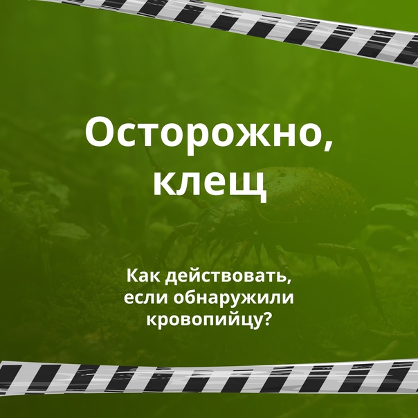 Более 4 тысяч жителей Иркутской области обратились за помощью после укуса клеща в этом году