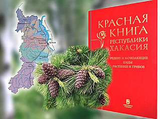 Быть кедру в Красной книге или не быть?