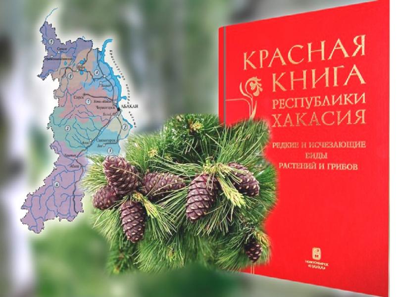 Быть кедру в Красной книге или не быть?