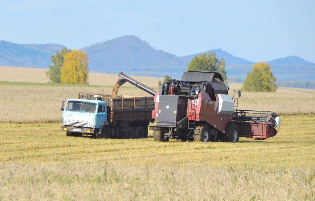 Отменный урожай таштыпских аграриев