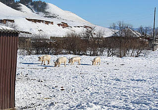 Жители не боятся узелкового дерматита