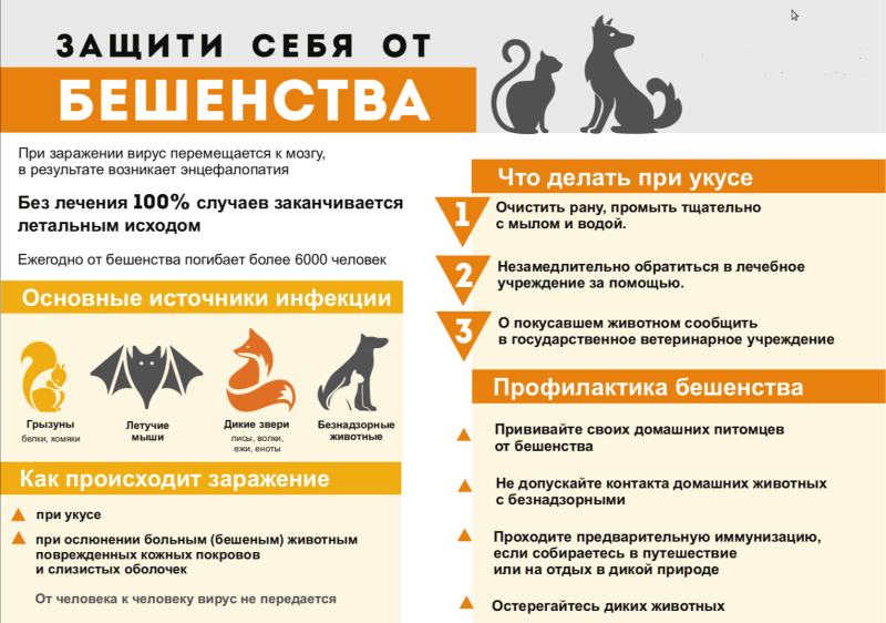 Бешенство – опасная болезнь!