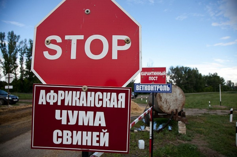 Африканская чума свиней и ее профилактика