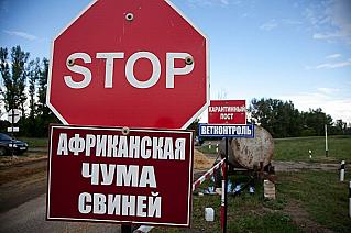 Африканская чума свиней и ее профилактика