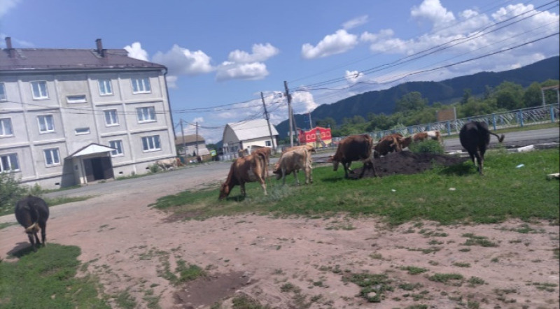 Организация выпаса скота