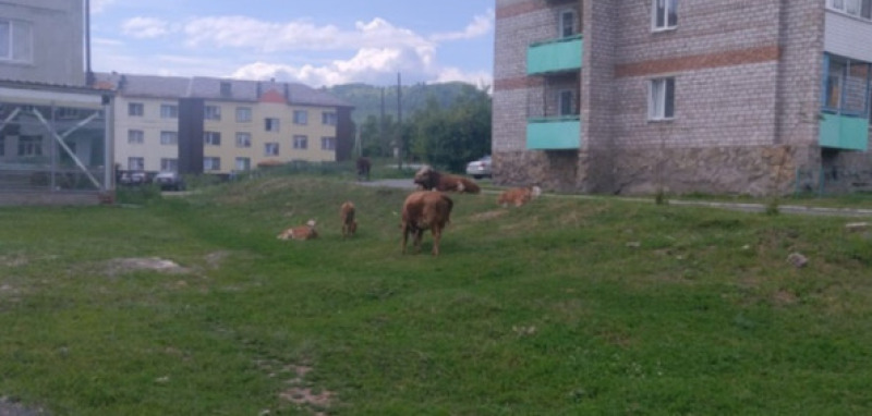 Владельцы безнадзорного скота понесут наказание