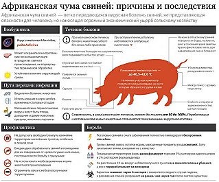 Африканская чума свиней