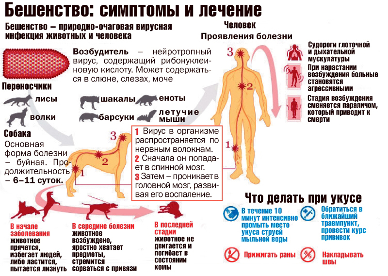 Все о бешенстве