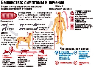 Все о бешенстве