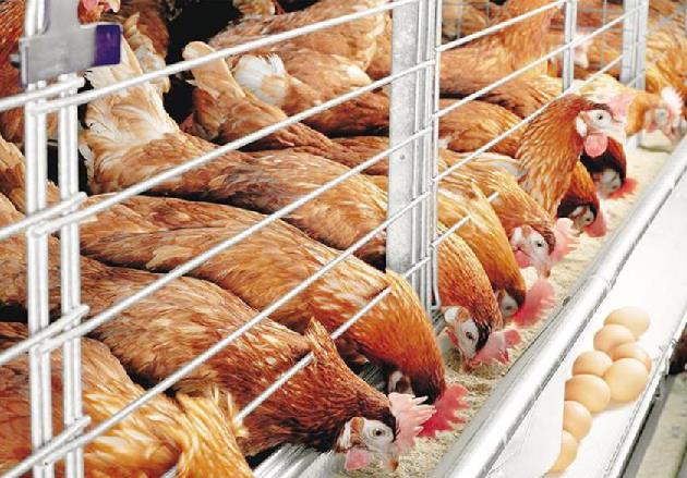 Вниманию птицеводов: профилактика птичьего гриппа