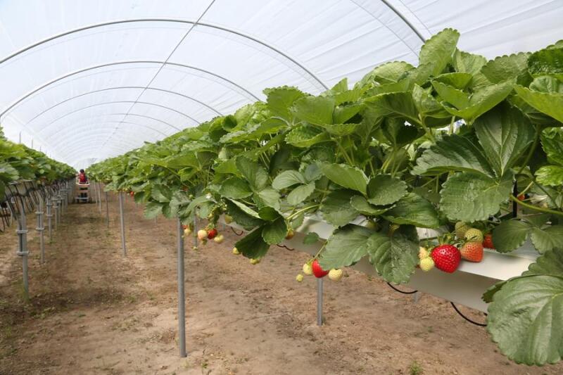 К сезону полевых работ аграриям потребуется около 200 работников