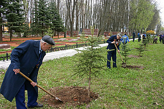 В Ельне заложили  аллею Победы