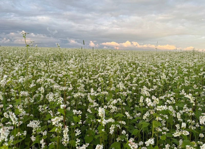 Василий Анохин: Наша общая цель — сделать сельское хозяйство устойчивым, эффективным и ориентированным на будущее