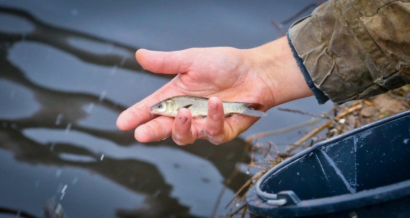 Смоленские атомщики выпустили в Десногорское водохранилище 40 тысяч мальков чёрного амура