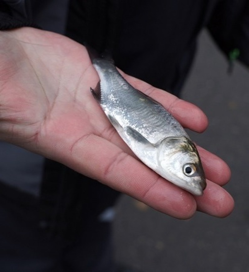 Смоленские атомщики выпустили в Десногорское водохранилище 600 тысяч мальков белого амура и толстолобика