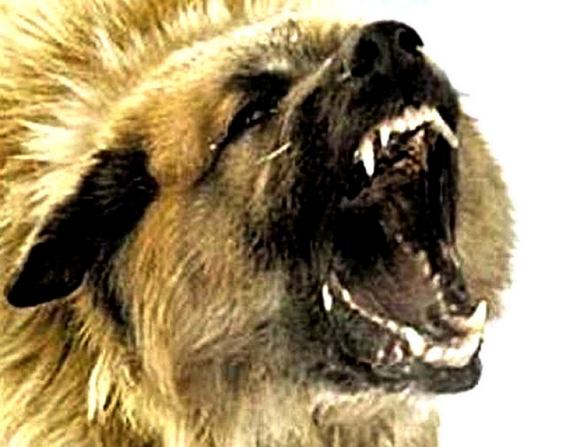 Памятка  по предупреждению бешенства среди животных