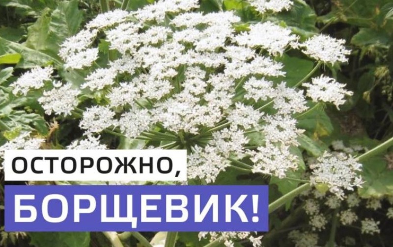Осторожно - борщевик!