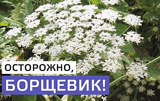Осторожно - борщевик!