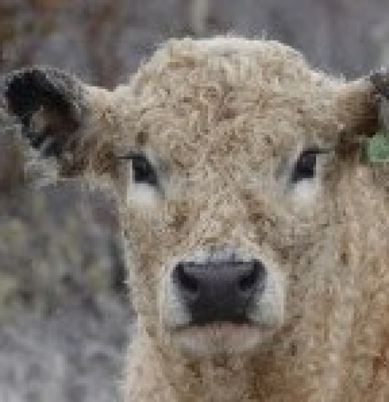 Смоленская область наращивает темпы развития животноводства: рост показателей по ключевым отраслям