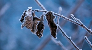Прогноз погоды на  8 – 14 февраля: на следующей неделе морозы начнут ослабевать