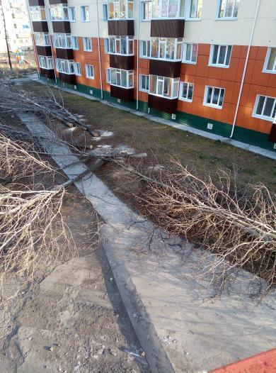 Более двух десятков деревьев срубили в центре города. Только девять из них были аварийными и сухостойными