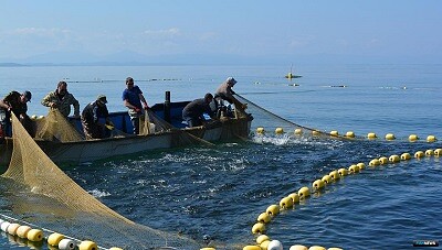 Объемы вылова рекомендуют ограничить, залив - закрыть