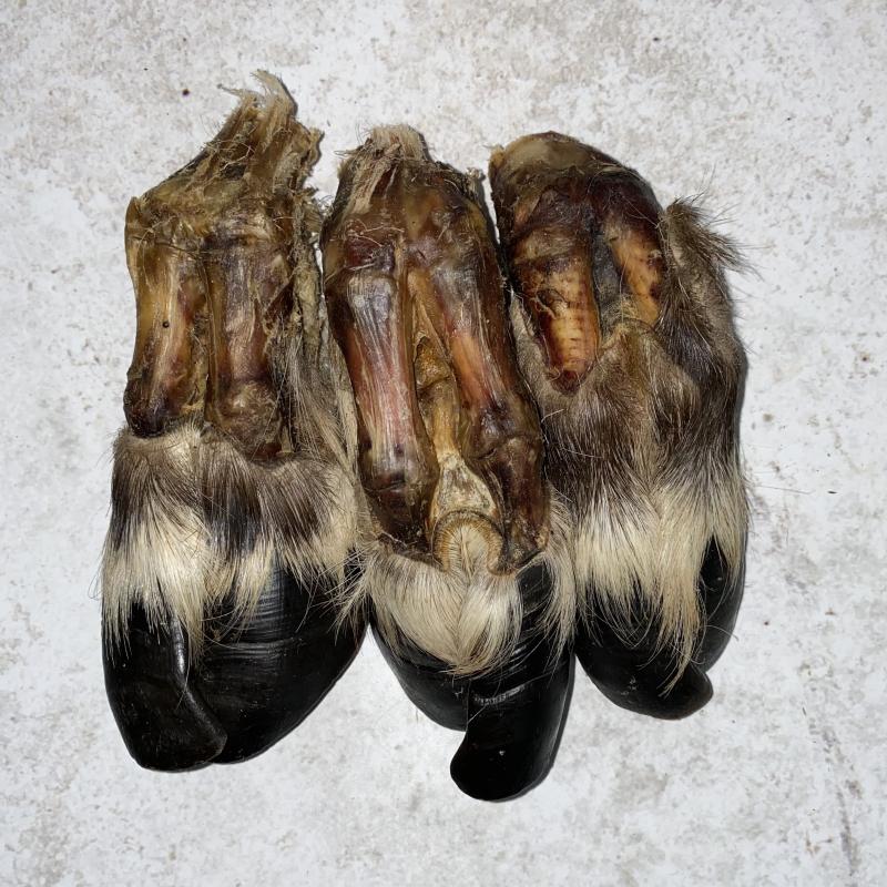 Копыто северного оленя с шерстью