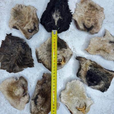 Нос барана крупный - 10 шт.