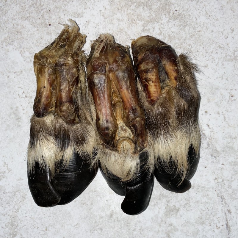 Копыто северного оленя с шерстью