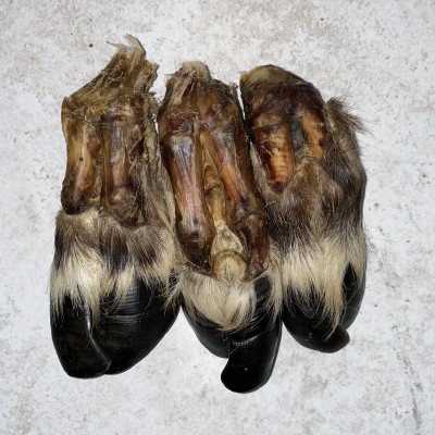 Копыто северного оленя с шерстью