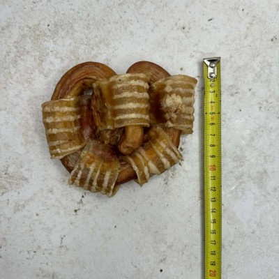 Бычий корень Крендель