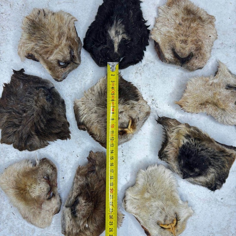 Нос барана крупный - 10 шт.