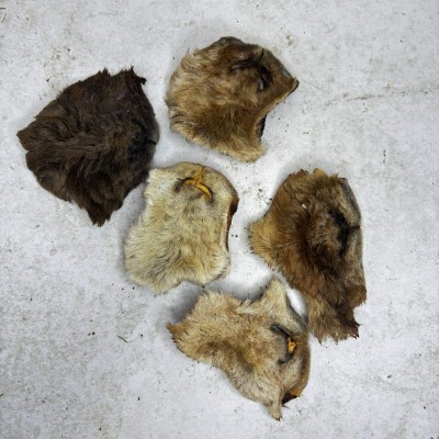 Нос барана крупный - 5 шт.