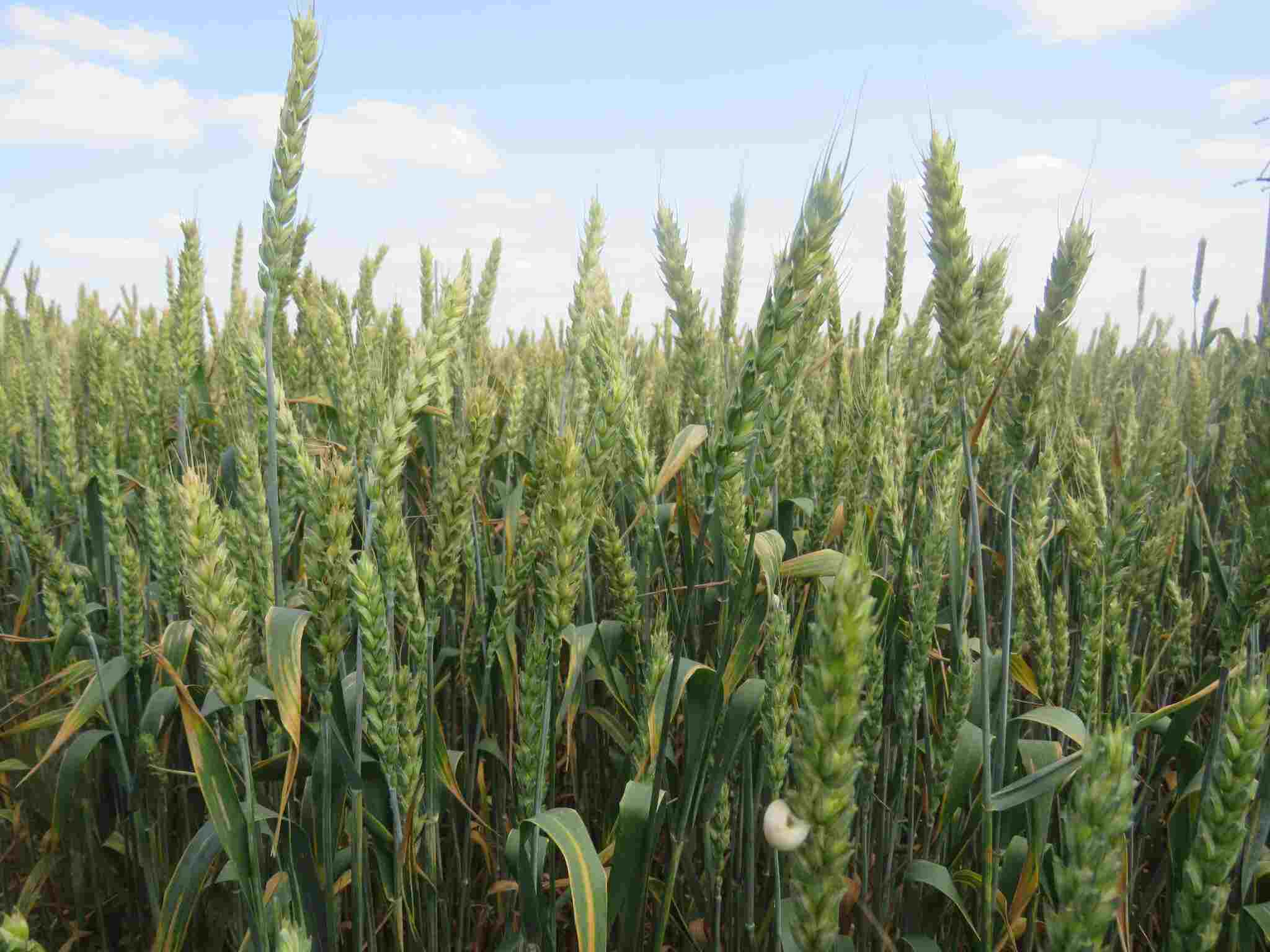 Примирение с соседями на даче